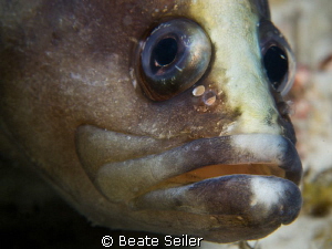 Soapfish taken at the Jetties by Beate Seiler 